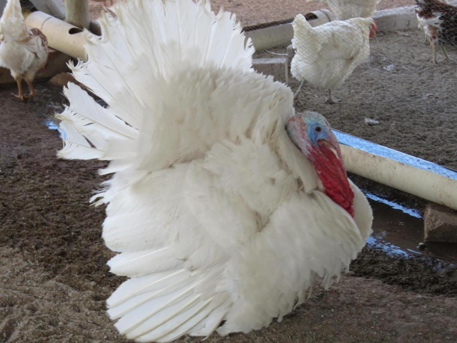 Tropic Of Capricorn Guest Farm Hotel Rehoboth ภายนอก รูปภาพ